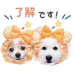 [LINEスタンプ] はぴちゃんもこちゃん