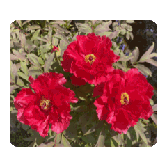 [LINEスタンプ] 赤い牡丹の花 スタンプ