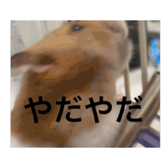 [LINEスタンプ] かわいいハムスターと猫