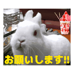 [LINEスタンプ] 4可愛達の一言メッセージ【小動物たち】
