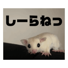[LINEスタンプ] モモンガスタンプver.2