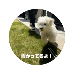 [LINEスタンプ] 動くおいすけ