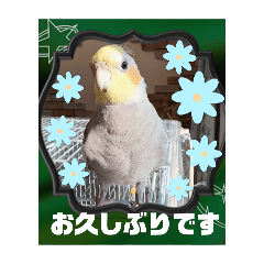 [LINEスタンプ] おかめインコ元気君★日常