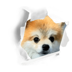 [LINEスタンプ] こたすた こたぴ