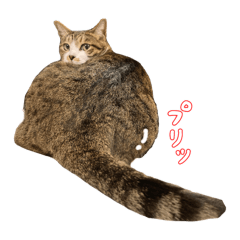[LINEスタンプ] キジ白のまる②