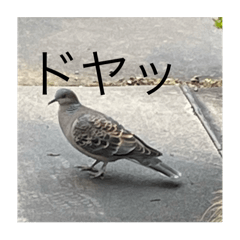 [LINEスタンプ] 写真の鳩4