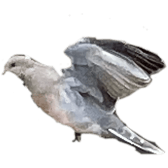 [LINEスタンプ] 写真の鳩〜背景・言葉抜き〜