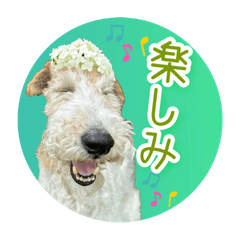 [LINEスタンプ] どん⭐︎カンのはっぴいラッキーsmile