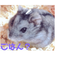 [LINEスタンプ] かわいいモカ老師