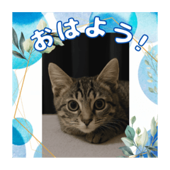 [LINEスタンプ] ショウの挨拶part2