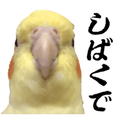[LINEスタンプ] オカメインコひまちゃんの関西弁実写版