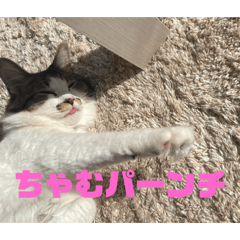 [LINEスタンプ] ちゃむちゃんスタンプ3