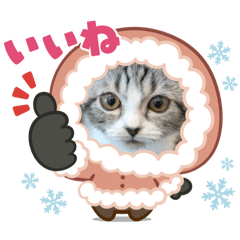 [LINEスタンプ] わが家のニャンTube☆さくらちゃん1