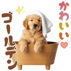 [LINEスタンプ] ゴールデン♡ゆるい日常スタンプ