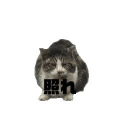 [LINEスタンプ] クルミさんと野良猫さんのアニメスタンプ