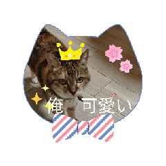 [LINEスタンプ] ニャんちゃんのスタンプ！