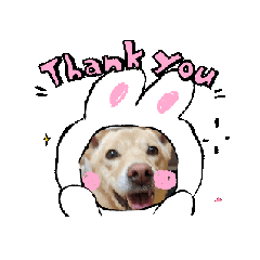 [LINEスタンプ] 可愛い犬のこむぎちゃん