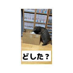 [LINEスタンプ] 猫カフェ三兄弟 ❷