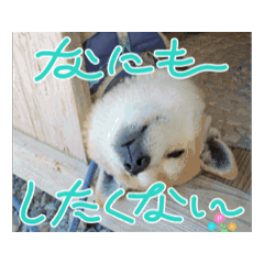 [LINEスタンプ] らきとみん