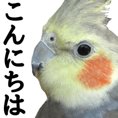 [LINEスタンプ] オカメインコの日常スタンプ✨