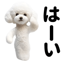 [LINEスタンプ] 踊る♪トイプードル