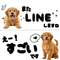 [LINEスタンプ] 敬語で伝える♡ゴールデン（横長）