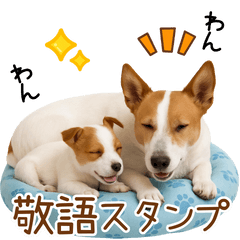 [LINEスタンプ] 敬語で伝える♡ジャックラッセル親子
