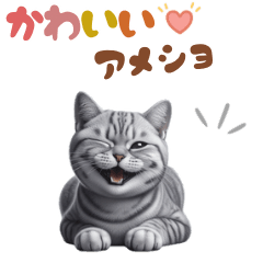[LINEスタンプ] いつでも使えるアメショスタンプ