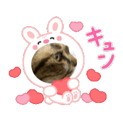 [LINEスタンプ] 可愛い猫ちゃんの1日