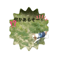 [LINEスタンプ] パピヨン がんばれレオ❗️