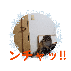[LINEスタンプ] 可愛いシマリスちゃん