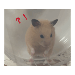 [LINEスタンプ] 大きくなった玉乱