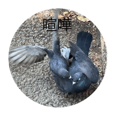 [LINEスタンプ] 写真の鳩5