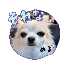 [LINEスタンプ] チワワめるたん♡