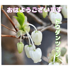 [LINEスタンプ] 4月のお花でご挨拶