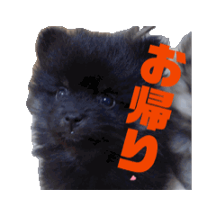 [LINEスタンプ] ポメ山家①