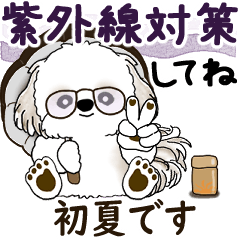 [LINEスタンプ] 動くシーズー犬 2025 「初夏」13