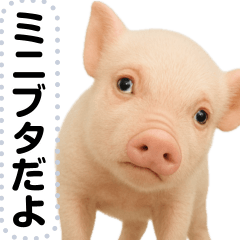 [LINEスタンプ] ミニブタのメッセージスタンプ