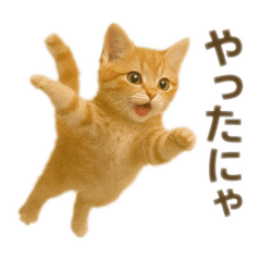 [LINEスタンプ] にゃんにゃんスタンプ 猫まっしぐら