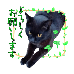[LINEスタンプ] けいちゃん所のにゃんこ写真