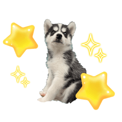 [LINEスタンプ] ハスキーPUPPY