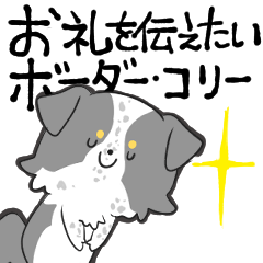 [LINEスタンプ] 感謝を伝えたいボーダーコリー