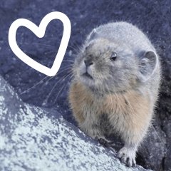 [LINEスタンプ] ナキウサギちゃん2（写真編）