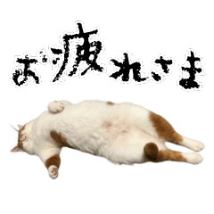 [LINEスタンプ] やる気がない怠け猫