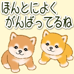 [LINEスタンプ] 頑張ってる人に送るスタンプ ころころ豆柴