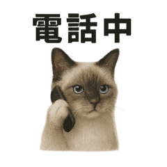 [LINEスタンプ] サラリーマンラグドールのお仕事スタンプ！