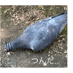 [LINEスタンプ] 写真の鳩6