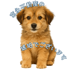 [LINEスタンプ] できる不動産営業犬 琥珀