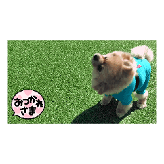 [LINEスタンプ] まるたま！！