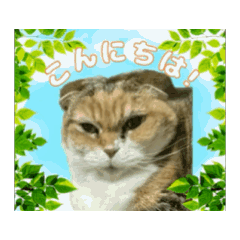 [LINEスタンプ] スコティッシュのシィ（挨拶）